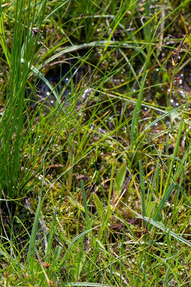 David Plant Photography - Wildlife Photography - Fen orchid - E.JPG - Fen orchid - Norfolk