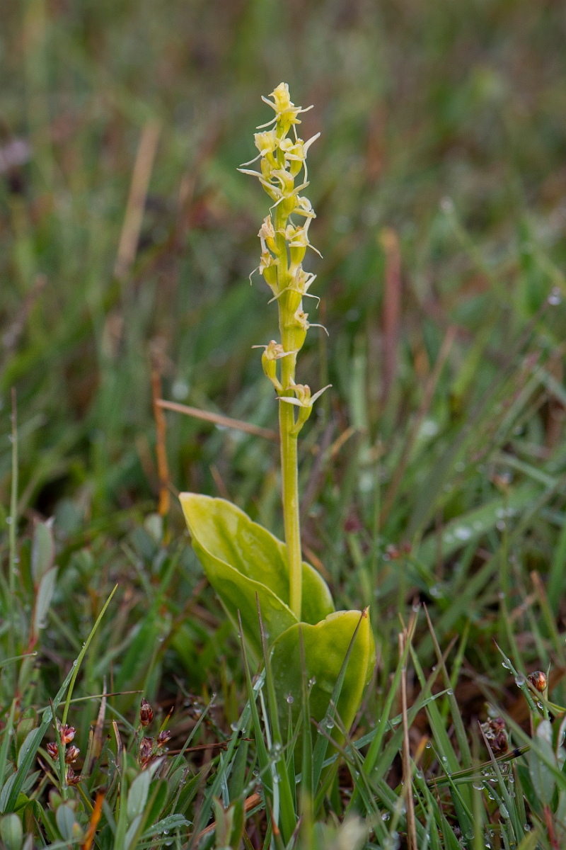 David Plant Photography - Wildlife Photography - Fen orchid - J.JPG - Fen orchid - Bridgend