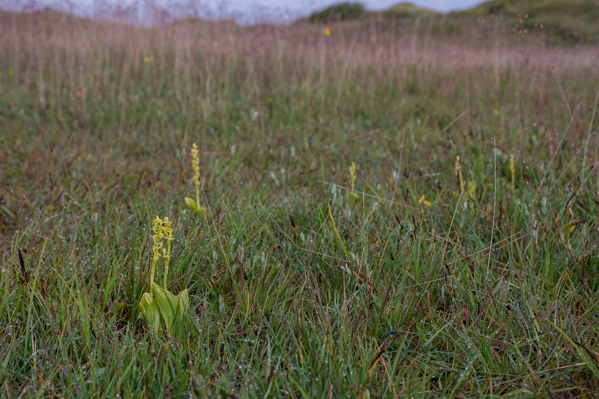 David Plant Photography - Wildlife Photography - Fen orchid - N.JPG - Fen orchid - Bridgend
