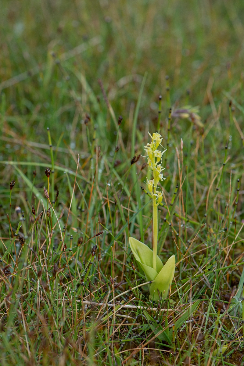 David Plant Photography - Wildlife Photography - Fen orchid - O.JPG - Fen orchid - Bridgend