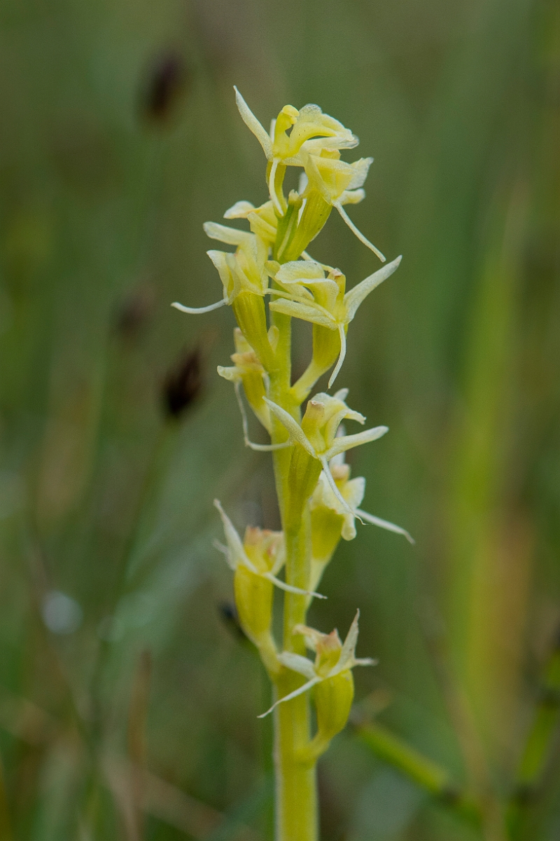 David Plant Photography - Wildlife Photography - Fen orchid - P.JPG - Fen orchid - Bridgend