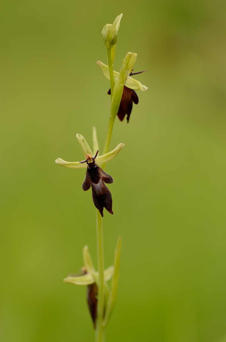 David Plant Photography - Wildlife Photography - Fly orchid - H.jpg - Fly orchid spike - Buckinghamshire