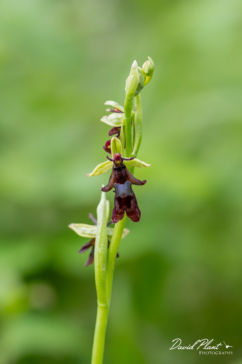 David Plant Photography - Wildlife Photography - Fly orchid - I.jpg - Fly orchid, Ophrys insectifera, flower spike - Buckinghamshire