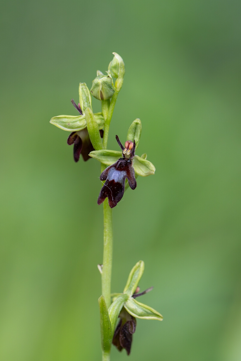 David Plant Photography - Wildlife Photography - Fly orchid - J.jpg - Fly orchid, Ophrys insectifera, flower spike - Buckinghamshire