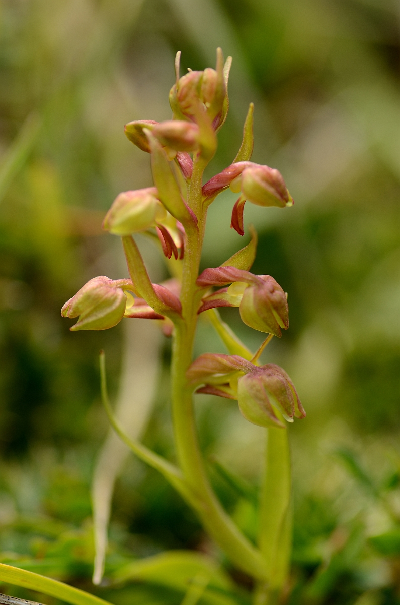 David Plant Photography - Wildlife Photography - Frog orchid - B.jpg - Frog orchid - Cambridgeshire