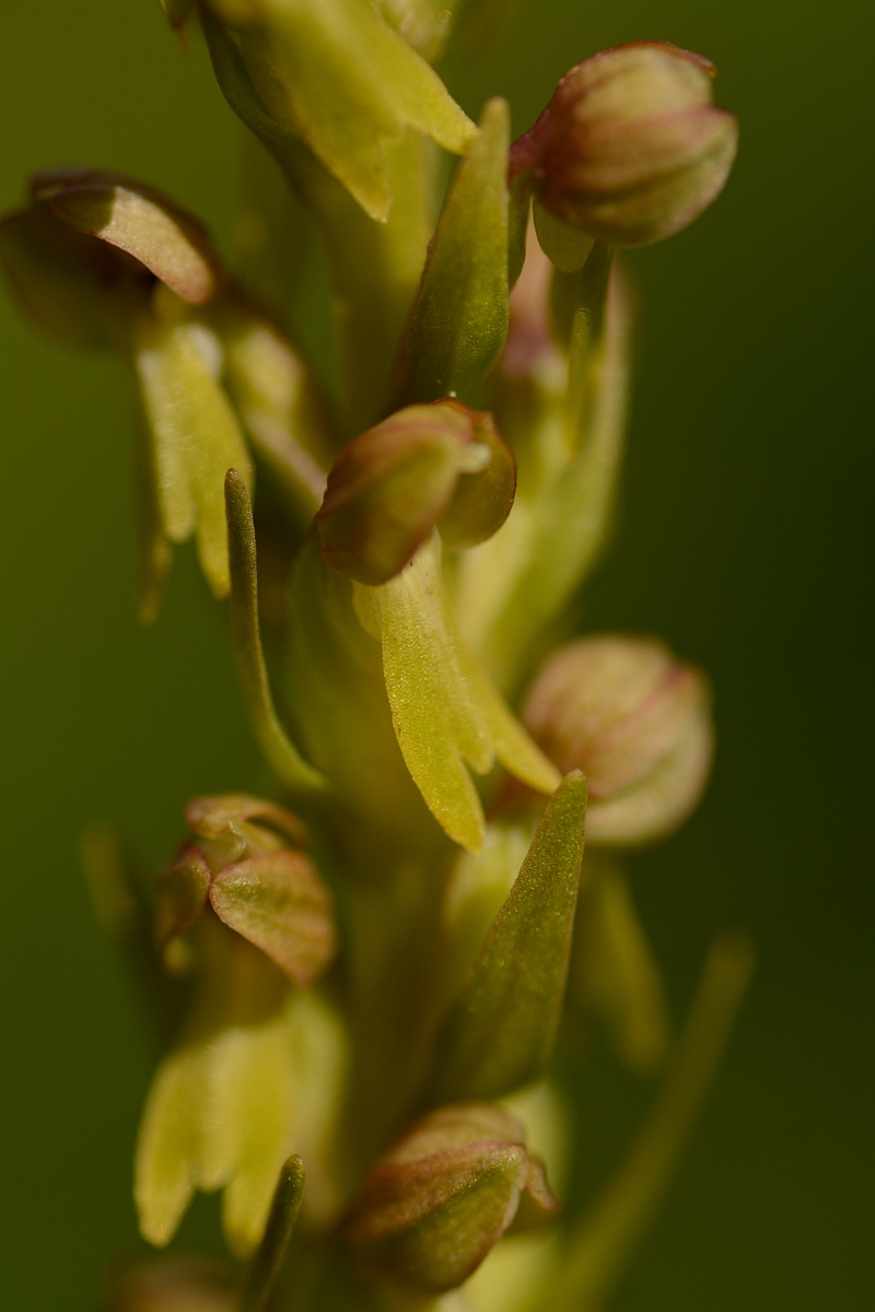 David Plant Photography - Wildlife Photography - Frog orchid - D.jpg - Frog orchid flower - Suffolk