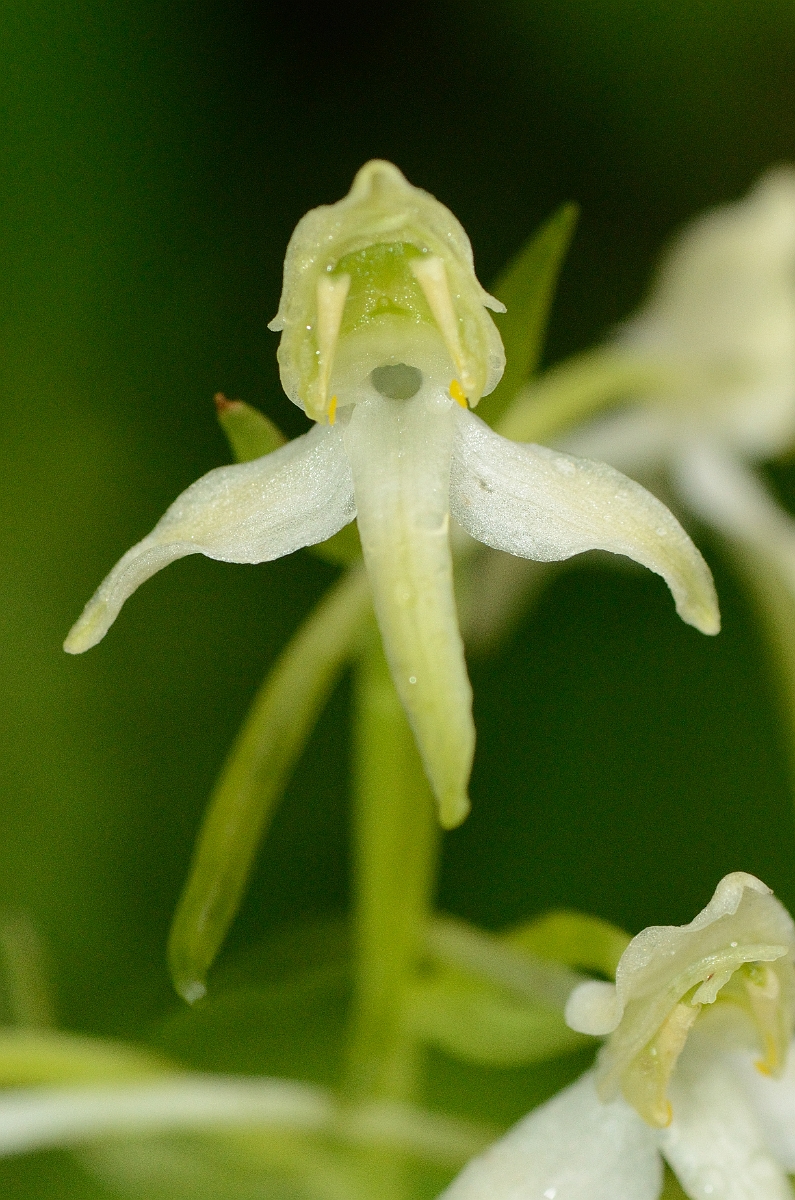 David Plant Photography - Wildlife Photography - Greater butterfly orchid - A.jpg - Great butterfly orchid flower - Oxfordshire