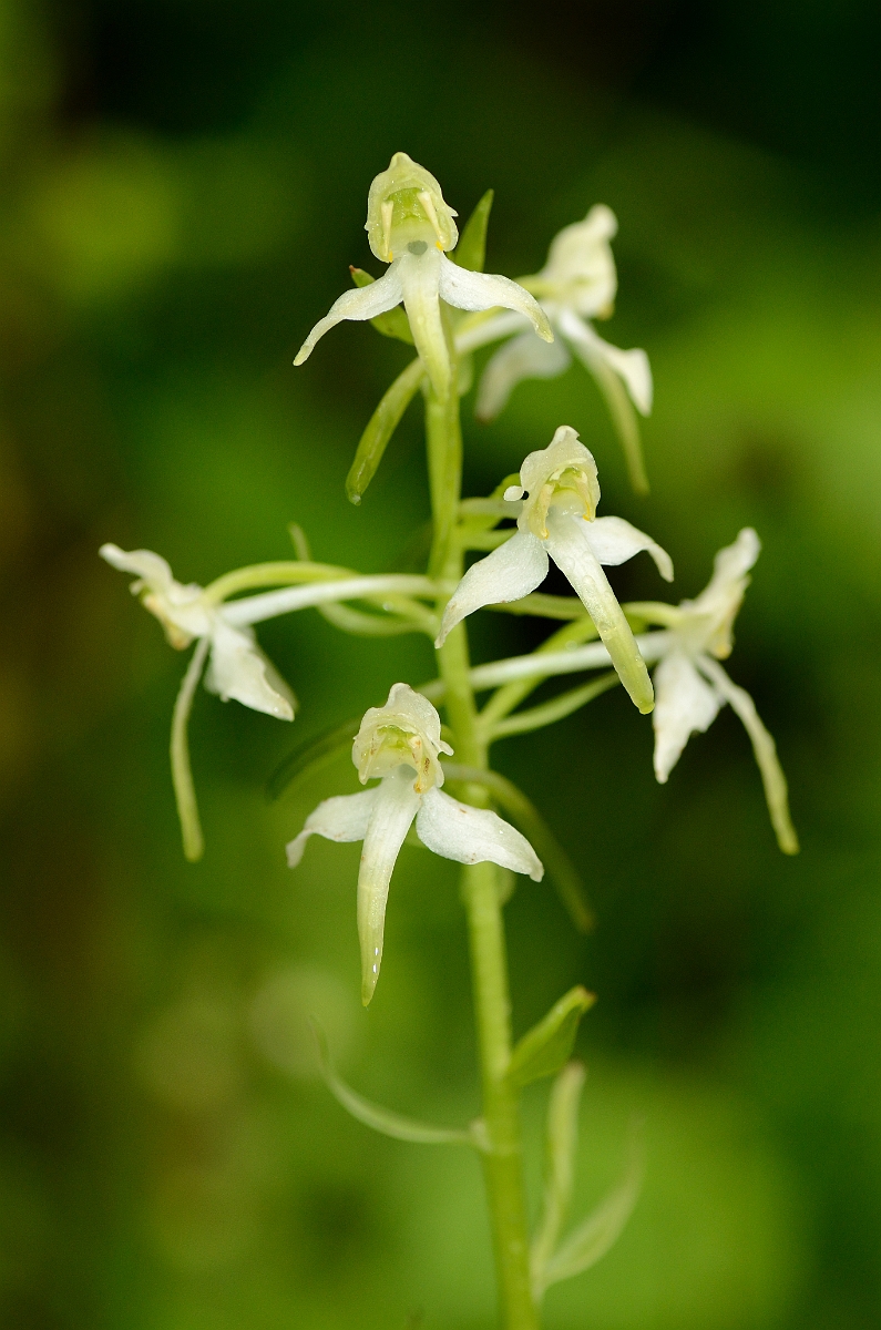 David Plant Photography - Wildlife Photography - Greater butterfly orchid - B.jpg - Great butterfly orchid spike - Oxfordshire