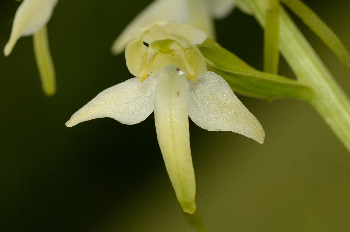 David Plant Photography - Wildlife Photography - Greater butterfly orchid - D.jpg - Great butterfly orchid flower - Kent