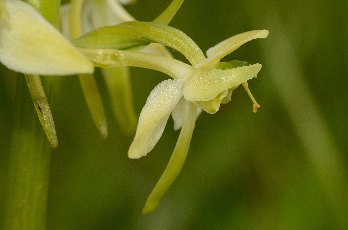 David Plant Photography - Wildlife Photography - Greater butterfly orchid - J.jpg - Great butterfly orchid flower - Falkirk