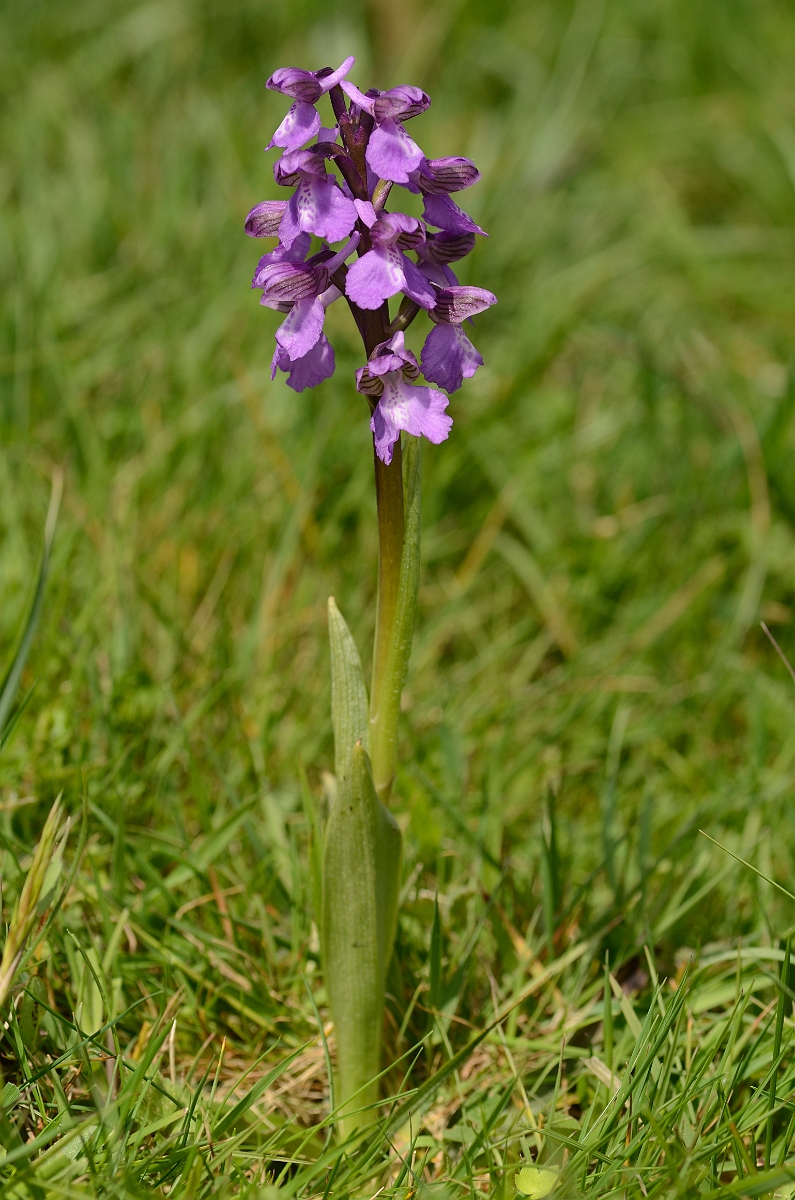 David Plant Photography - Wildlife Photography - Green-winged orchid - B.jpg - Green-winged orchid plant - Norfolk