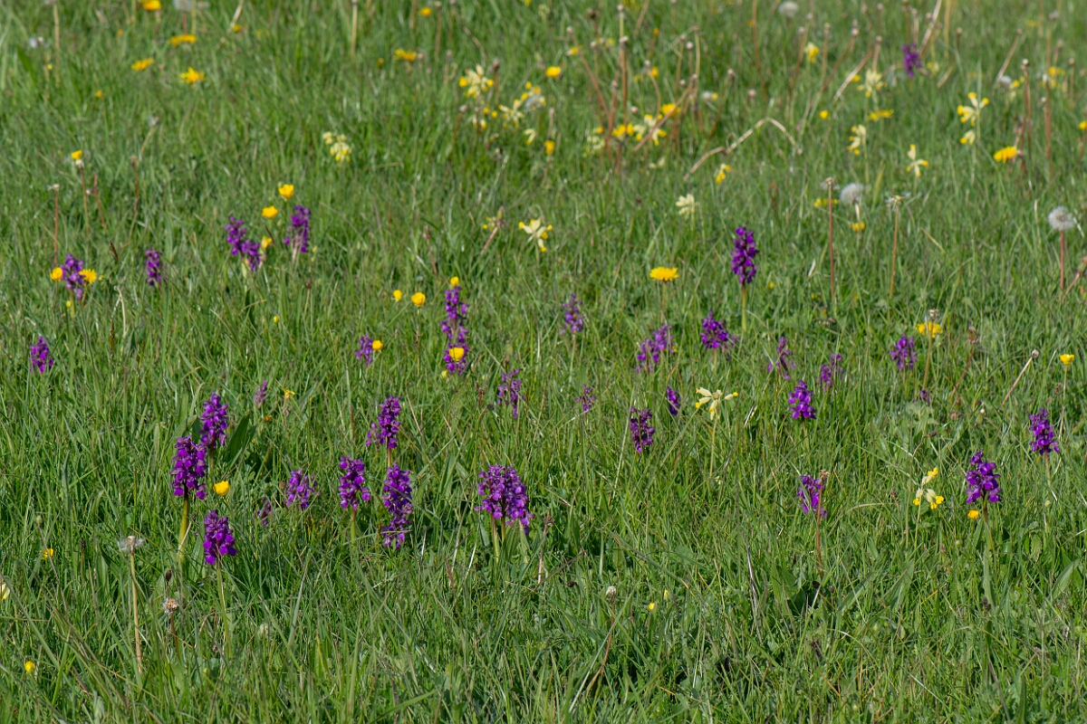 David Plant Photography - Wildlife Photography - Green-winged orchid - G.jpg - Green-winged orchid, plants - Somerset