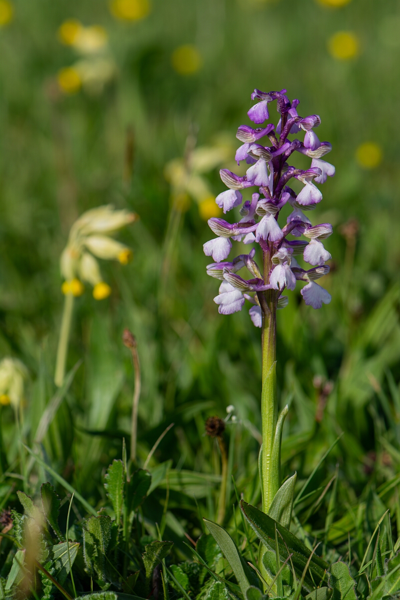 David Plant Photography - Wildlife Photography - Green-winged orchid - I.jpg - Green-winged orchid, pale flower spike - Somerset