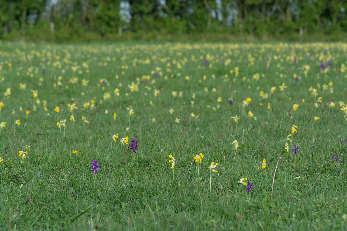 David Plant Photography - Wildlife Photography - Green-winged orchid - J.jpg - Green-winged orchid, plants - Somerset