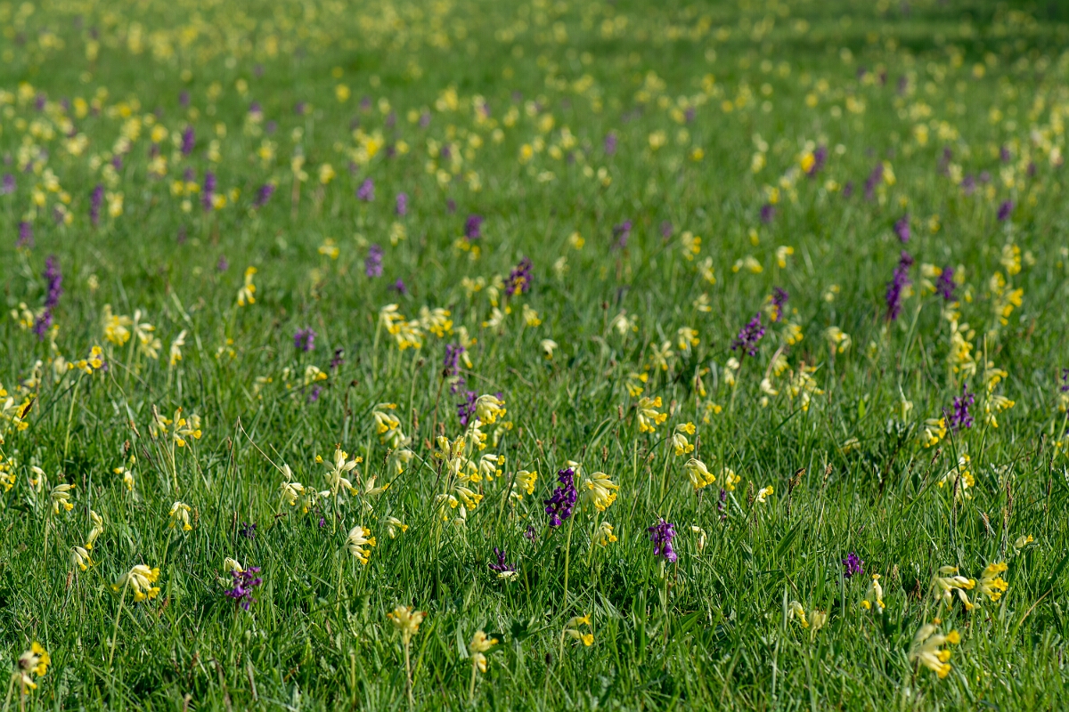 David Plant Photography - Wildlife Photography - Green-winged orchid - K.jpg - Green-winged orchid, plants - Somerset