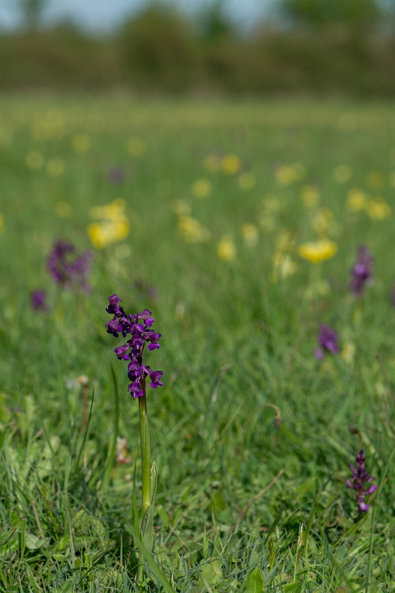 David Plant Photography - Wildlife Photography - Green-winged orchid - L.jpg - Green-winged orchid, plants - Somerset