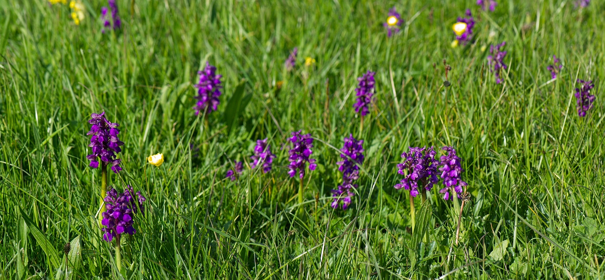 David Plant Photography - Wildlife Photography - Green-winged orchid - M.jpg - Green-winged orchid, plants - Somerset