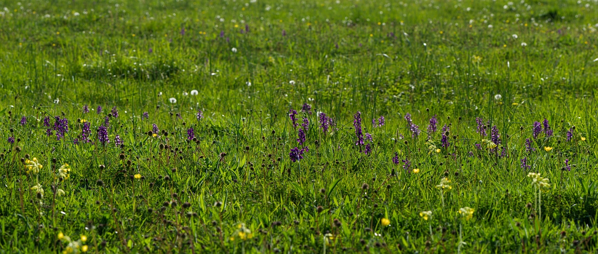 David Plant Photography - Wildlife Photography - Green-winged orchid - N.jpg - Green-winged orchid, plants - Somerset
