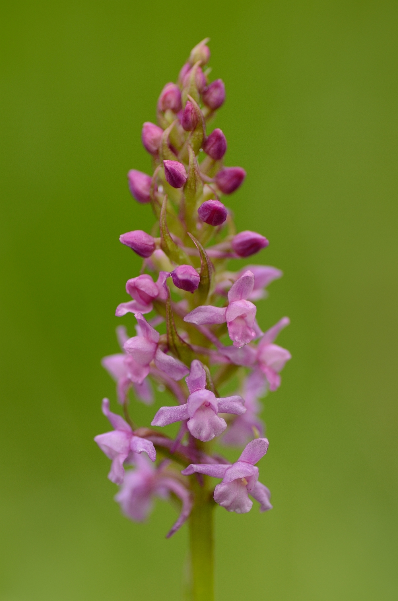David Plant Photography - Wildlife Photography - Heath fragrant orchid - B.jpg - Heath fragrant orchid spike - Perth and Kinross