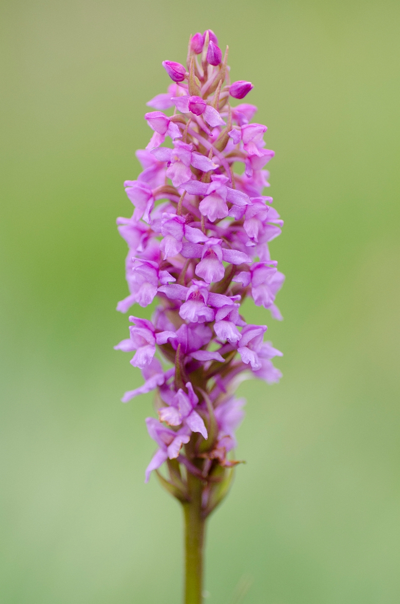 David Plant Photography - Wildlife Photography - Heath fragrant orchid - D.JPG - Heath fragrant orchid - Anglesey