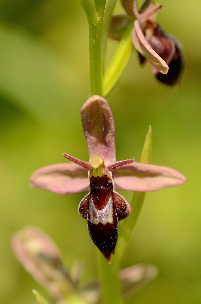 David Plant Photography - Wildlife Photography - Hybrid bee x fly orchid - G.jpg - Bee x fly hybrid orchid flower - Somerset