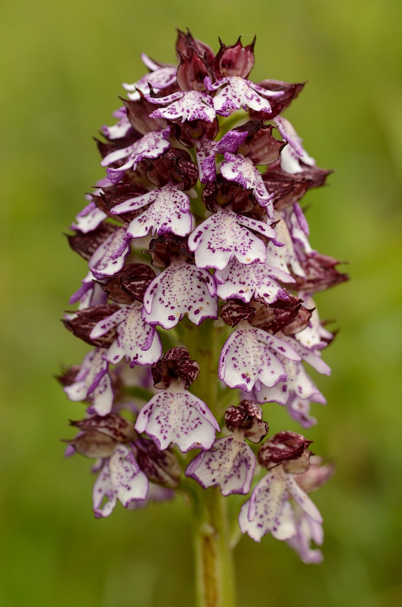 David Plant Photography - Wildlife Photography - Lady orchid - B.jpg - Lady orchid flowering spike - Oxfordshire