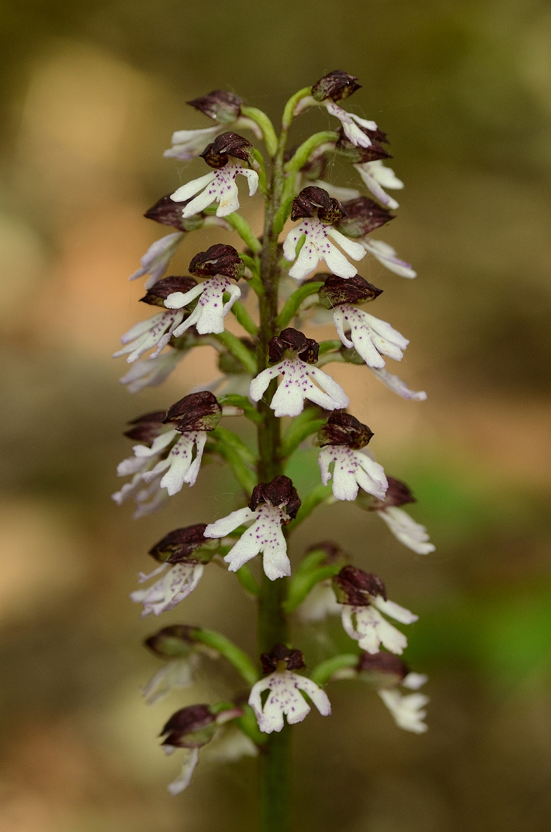 David Plant Photography - Wildlife Photography - Lady orchid - D.jpg - Lady orchid flowering spike - Kent