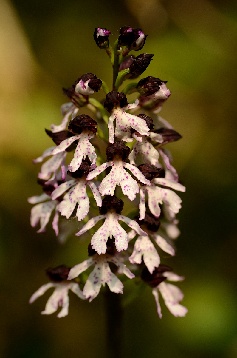 David Plant Photography - Wildlife Photography - Lady orchid - E.jpg - Lady orchid flowering spike - Kent