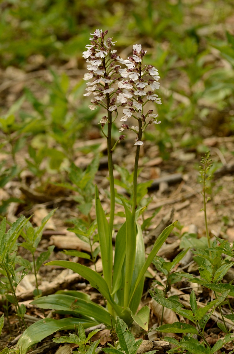 David Plant Photography - Wildlife Photography - Lady orchid - G.jpg - Lady orchid flowering spike - Kent