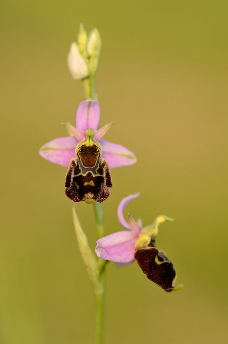David Plant Photography - Wildlife Photography - Late spider orchid - C.jpg - Late spider orchid flower spike - Kent