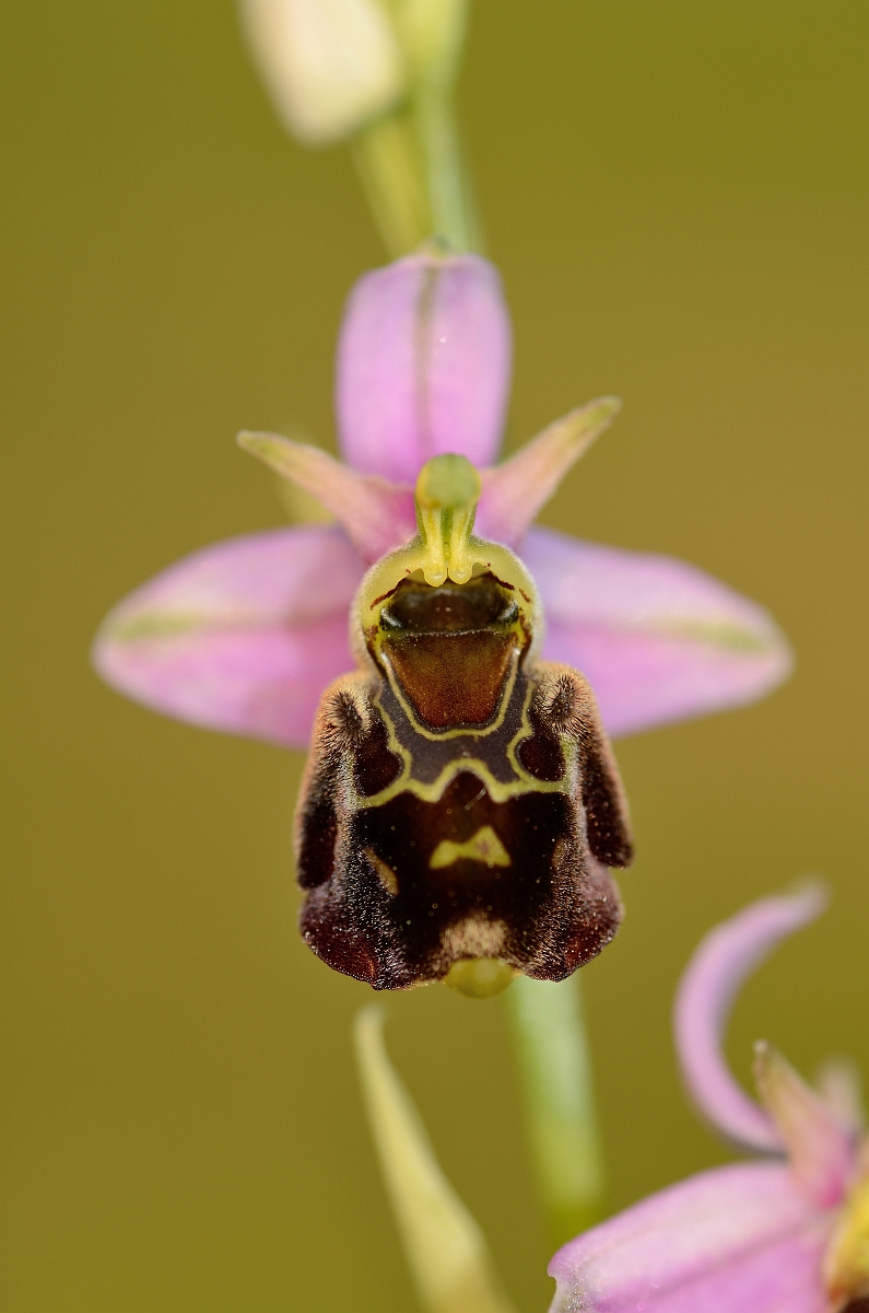 David Plant Photography - Wildlife Photography - Late spider orchid - D.jpg - Late spider orchid flower - Kent