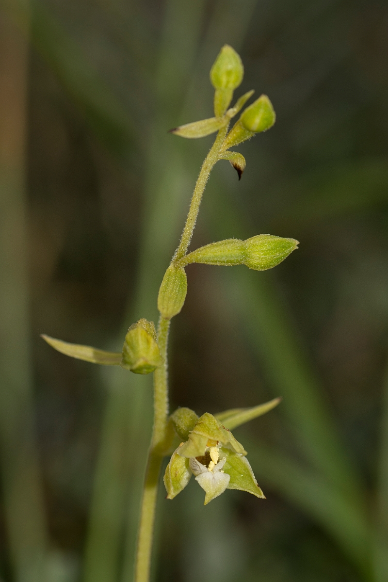 David Plant Photography - Wildlife Photography - Lindisfarne helleborine - B.jpg - Lindisfarne helleborine - Northumberland