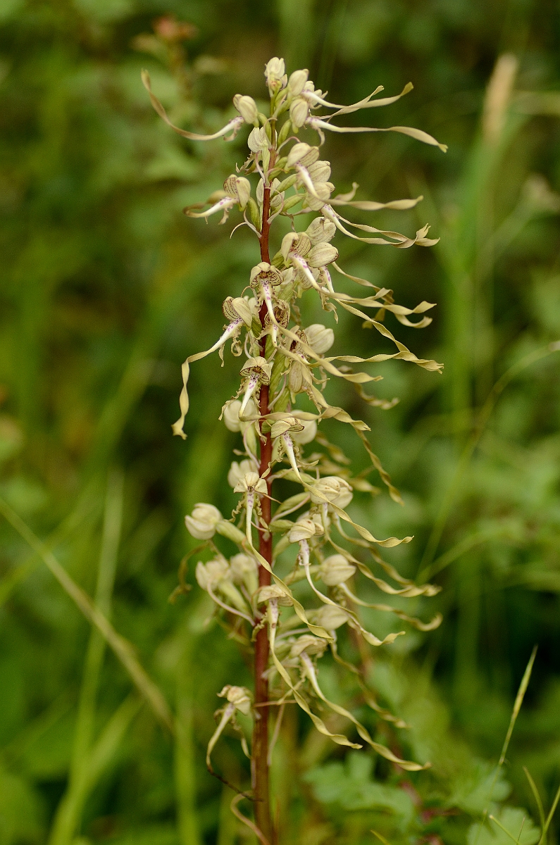 David Plant Photography - Wildlife Photography - Lizard orchid - B.jpg - Lizard orchid flower spike - South Gloucestershire