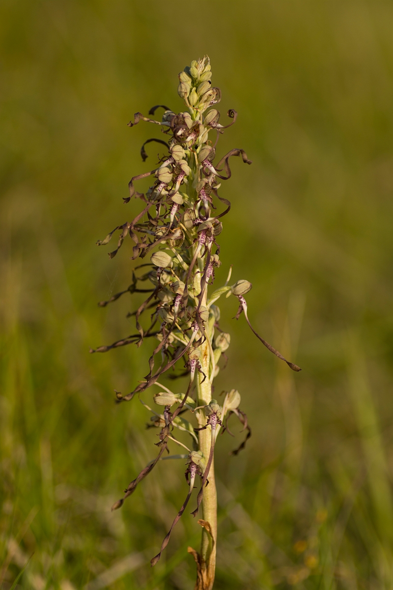 David Plant Photography - Wildlife Photography - Lizard orchid - E.jpg - Lizard orchid - Cambridgeshire
