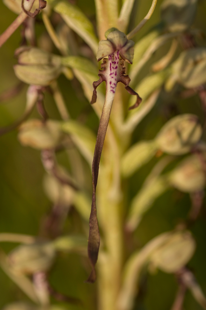 David Plant Photography - Wildlife Photography - Lizard orchid - G.jpg - Lizard orchid - Cambridgeshire