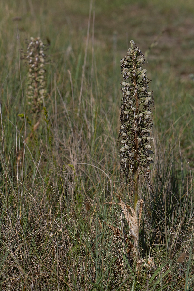 David Plant Photography - Wildlife Photography - Lizard orchid - L.JPG - Lizard orchid - Kent
