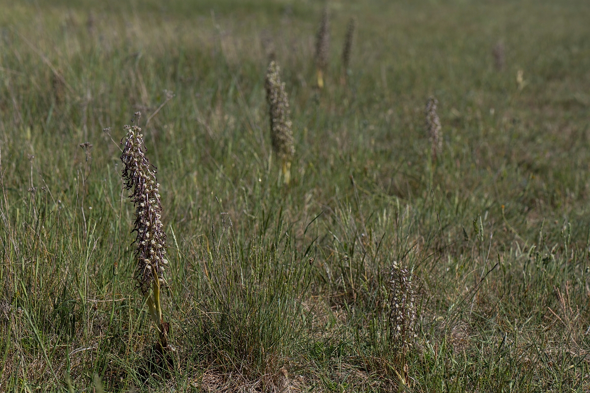 David Plant Photography - Wildlife Photography - Lizard orchid - N.JPG - Lizard orchid - Kent