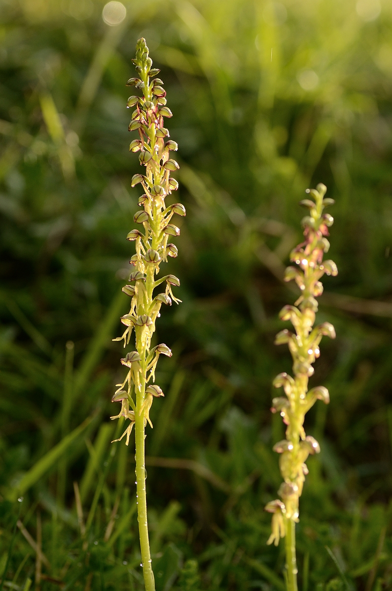 David Plant Photography - Wildlife Photography - Man orchid - G.jpg - Man orchid spikes - Cambridgeshire