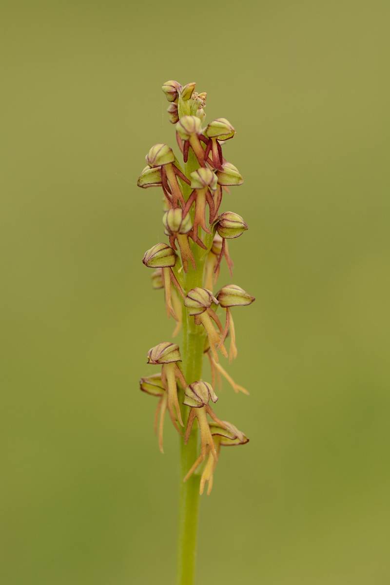 David Plant Photography - Wildlife Photography - Man orchid - J.jpg - Man orchid spike - Cambridgeshire