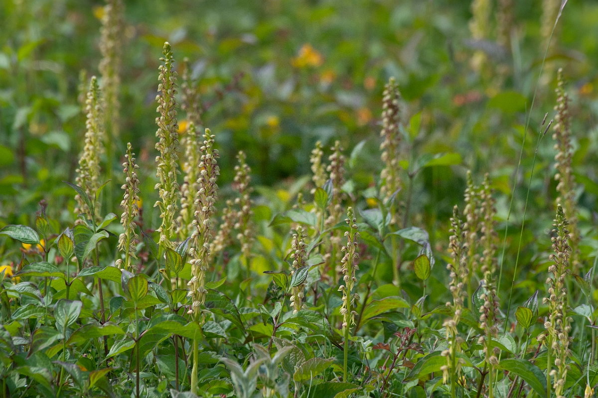 David Plant Photography - Wildlife Photography - Man orchid - N.jpg - Man orchid plants - Kent