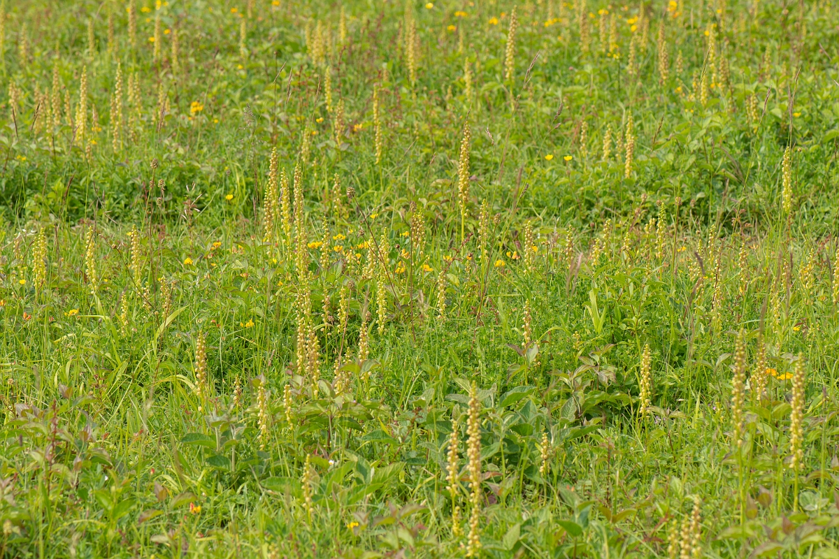 David Plant Photography - Wildlife Photography - Man orchid - Q.jpg - Man orchid plants - Kent