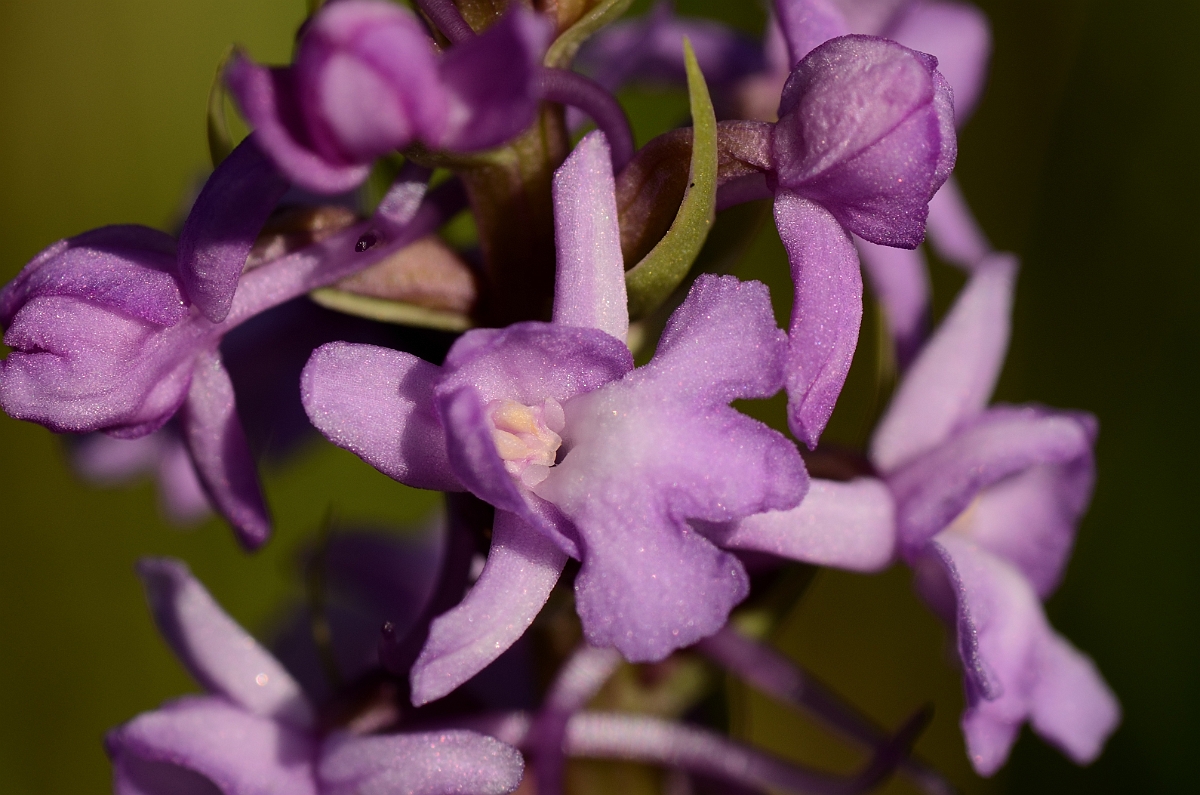 David Plant Photography - Wildlife Photography - Marsh fragrant orchid - B.jpg - Marsh fragrant orchid flower - Norfolk