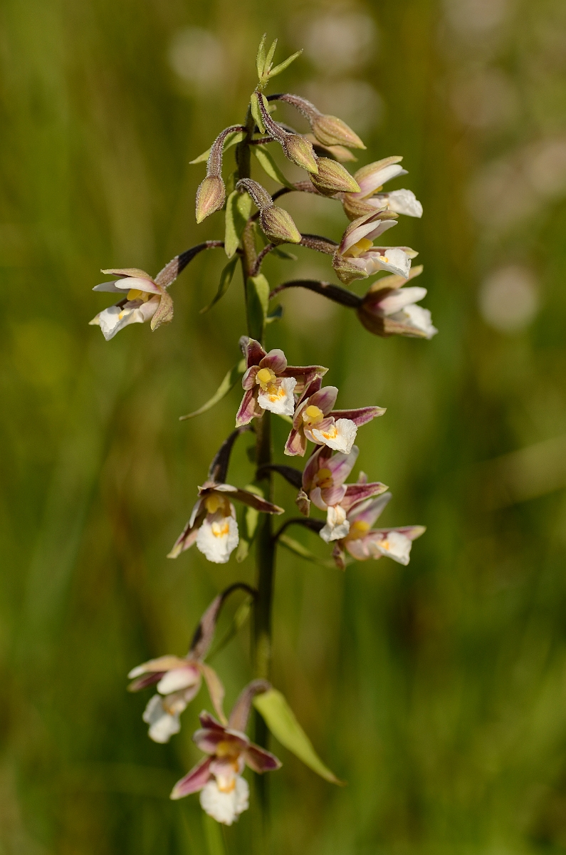 David Plant Photography - Wildlife Photography - Marsh helleborine - B.jpg - Marsh helleborine flower spike - Norfolk