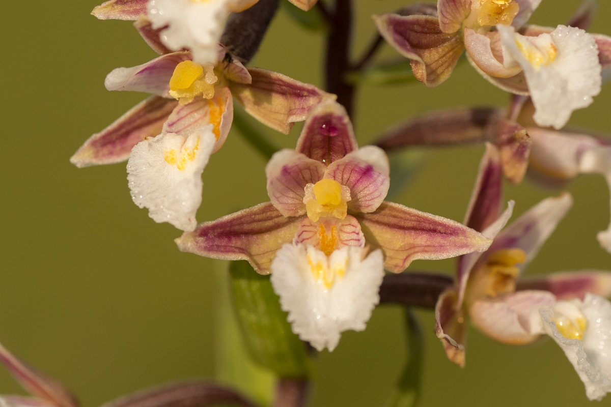 David Plant Photography - Wildlife Photography - Marsh helleborine - F.jpg - Marsh helleborine - Northumberland