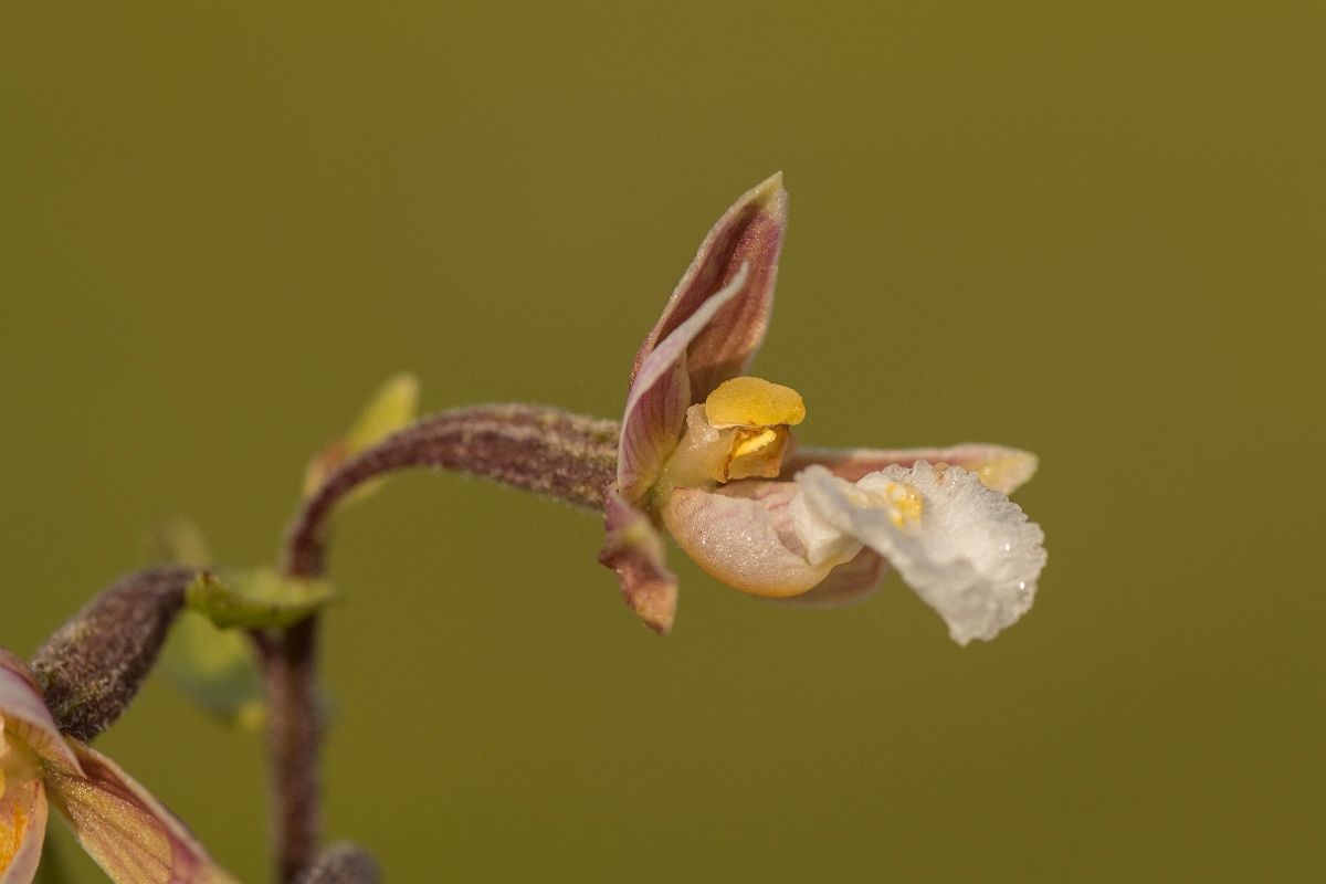 David Plant Photography - Wildlife Photography - Marsh helleborine - G.jpg - Marsh helleborine - Northumberland