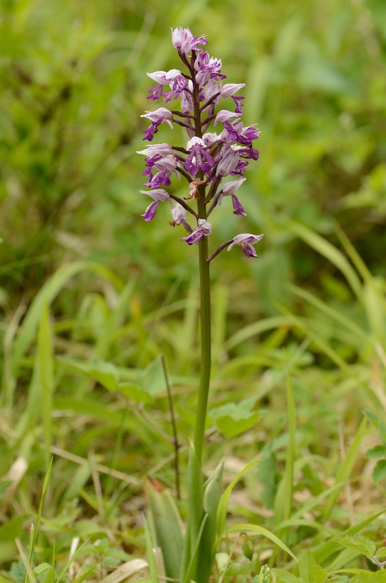 David Plant Photography - Wildlife Photography - Military orchid - C.jpg - Military orchid plant - Buckinghamshire
