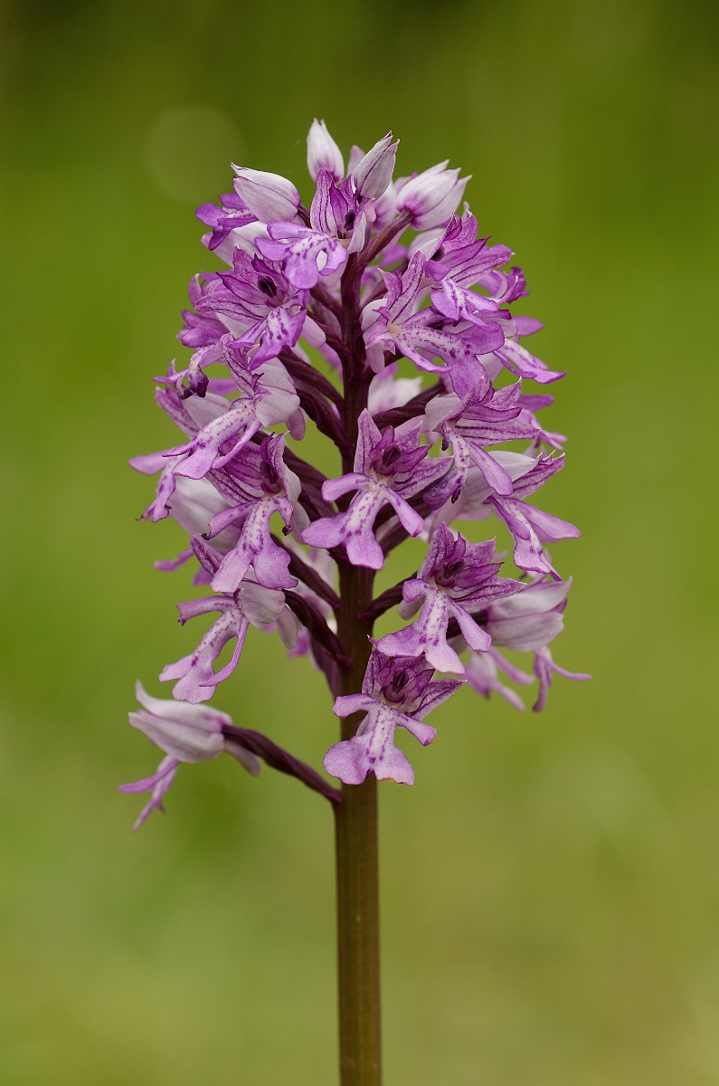 David Plant Photography - Wildlife Photography - Military orchid - G.jpg - Military orchid spike - Buckinghamshire