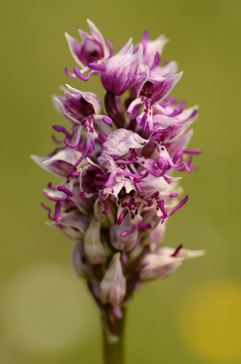 David Plant Photography - Wildlife Photography - Monkey orchid - C.jpg - Monkey orchid flowering spike - Kent