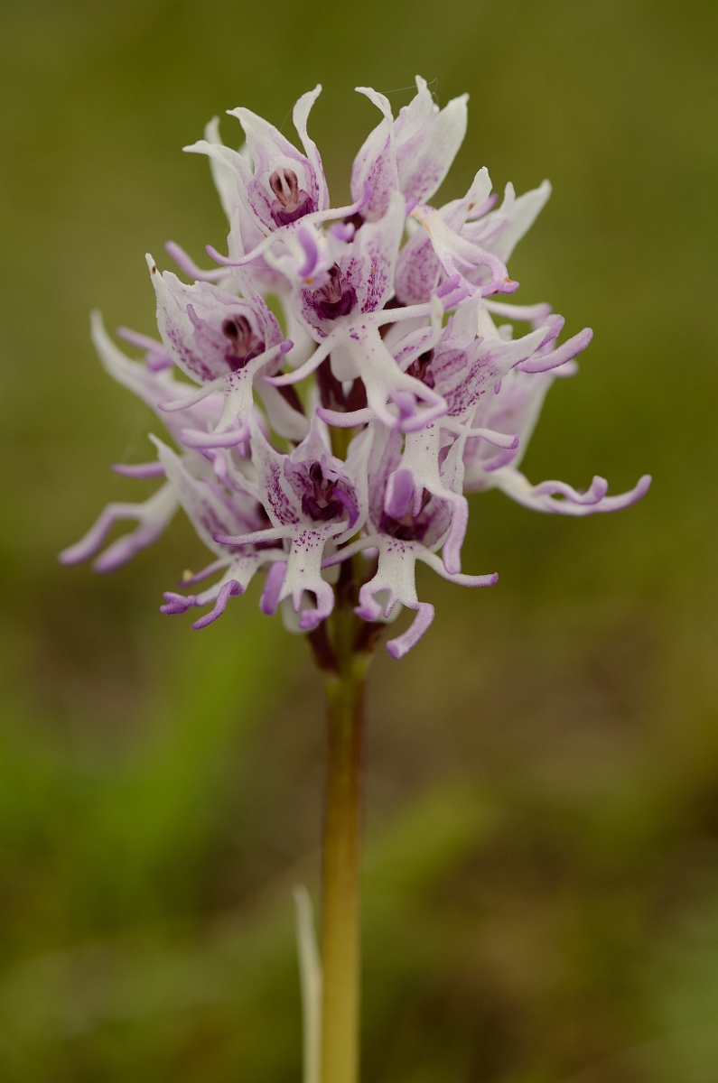 David Plant Photography - Wildlife Photography - Monkey orchid - F.jpg - Monkey orchid flowering spike - Oxfordshire