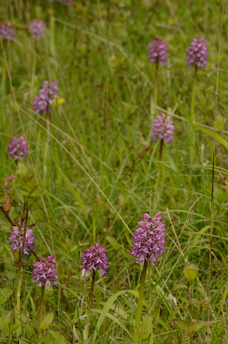 David Plant Photography - Wildlife Photography - Monkey orchid hybrid - E.jpg - Monkey orchid x lady orchid hybrid plants - Oxfordshire